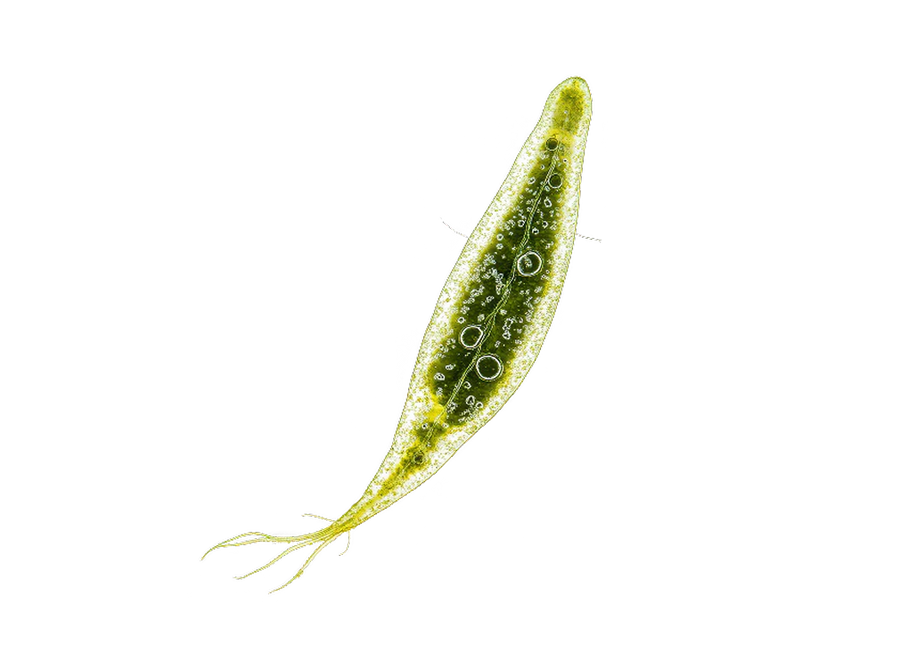 Euglena